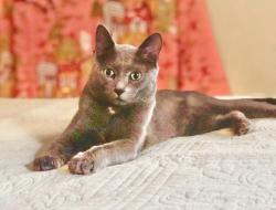 Lost Male Cat last seen Hampton, St. Louis, MO 63109