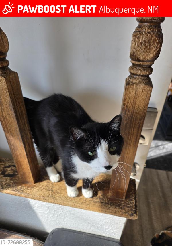 Lost Male Cat last seen Tramway and Lomas, Albuquerque, NM 87112