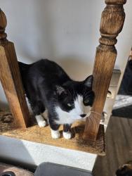 Lost Male Cat last seen Tramway and Lomas, Albuquerque, NM 87112