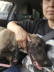 Lost Female Dog last seen 132nd st and Compton Ave, Compton, CA 90222