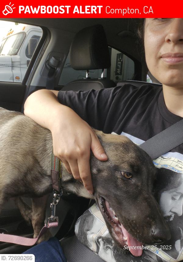 Lost Female Dog last seen 132nd st and Compton Ave, Compton, CA 90222