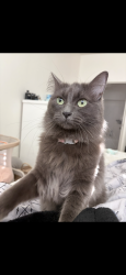 Lost Female Cat last seen Paladino & Ravani, Bakersfield, CA 93306