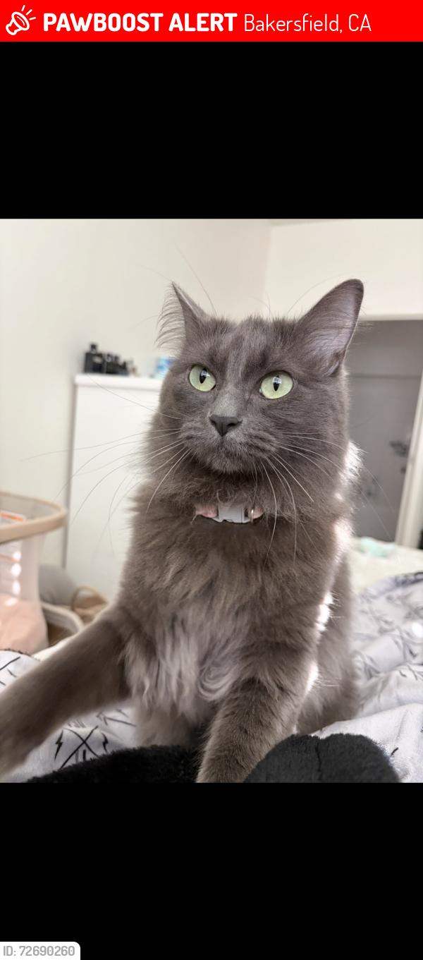 Lost Female Cat last seen Paladino & Ravani, Bakersfield, CA 93306