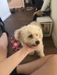 Found/Stray Female Dog last seen Bridges at Foxridge apmts, Mission, KS 66202