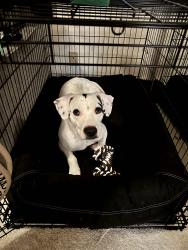 Lost Male Dog last seen Ka’ahele St. and Ewelani St, Pearl City, HI 96701
