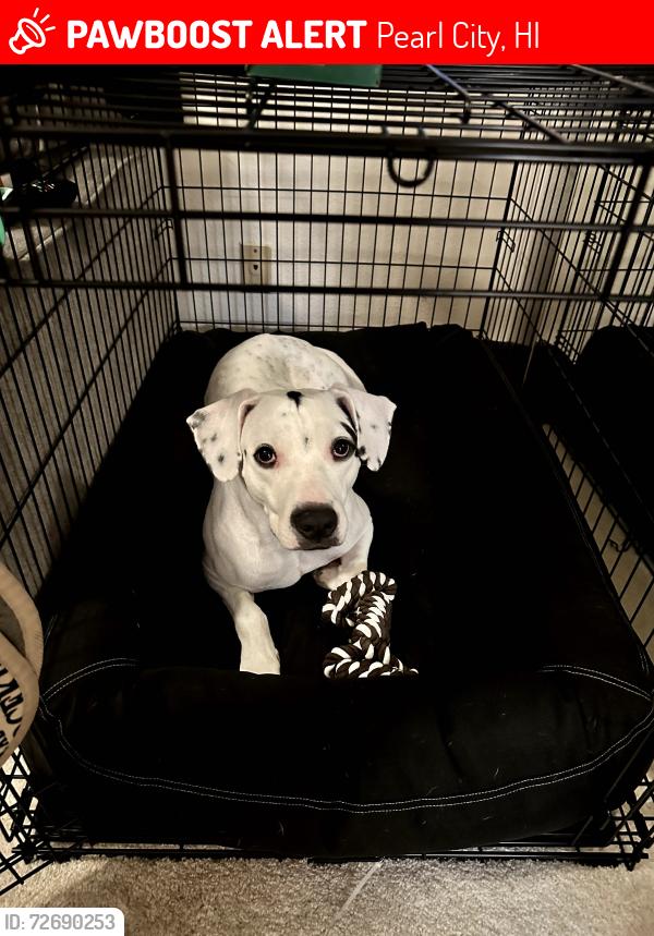 Lost Male Dog last seen Ka’ahele St. and Ewelani St, Pearl City, HI 96701
