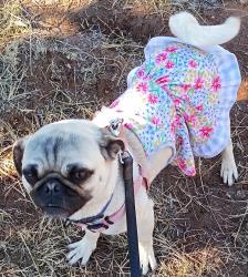 Lost Female Dog last seen Near , San Jose, NM 87565