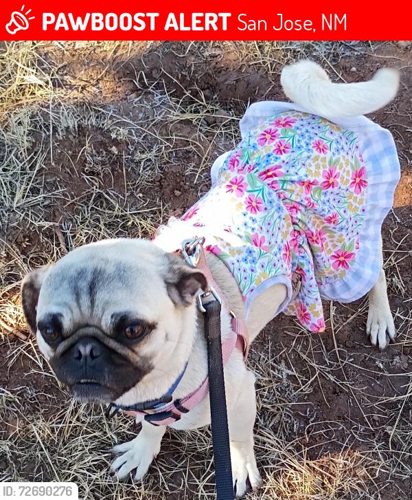 Lost Female Dog last seen Near , San Jose, NM 87565