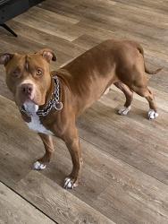 Lost Male Dog last seen Brothers parking lot, New Orleans, LA 70119