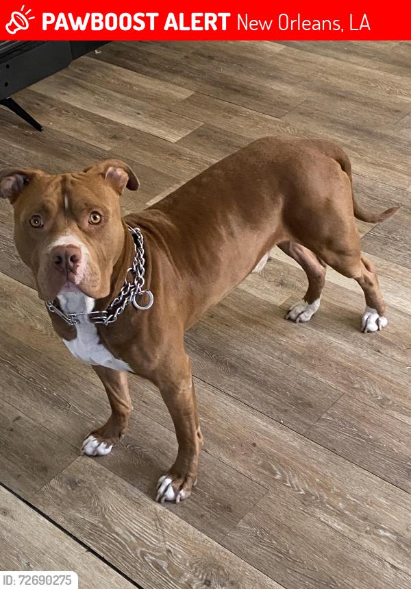 Lost Male Dog last seen Brothers parking lot, New Orleans, LA 70119