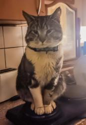 Lost Male Cat last seen Herford close, North Northamptonshire, England NN18
