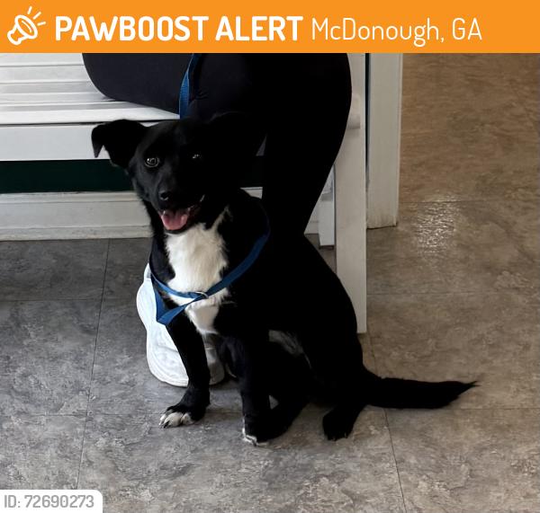 Found/Stray Male Dog last seen Whitaker Road and Iris Lake Road intersection in McDonough, Ga, McDonough, GA 30252