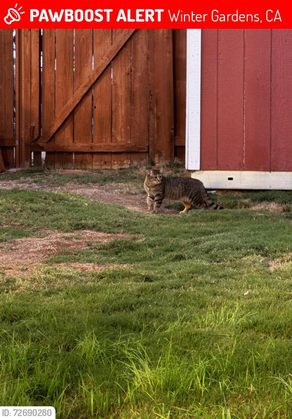 Lost Female Cat last seen Gay Rio Drive and Gay Rio Terrace, Lakeside, Winter Gardens, CA 92040