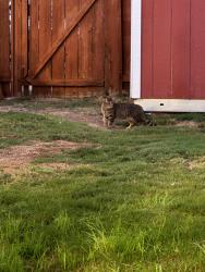 Lost Female Cat last seen Gay Rio Drive and Gay Rio Terrace, Lakeside, Winter Gardens, CA 92040