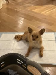 Found/Stray Male Dog last seen Nestle and Cantara, Los Angeles, CA 91335