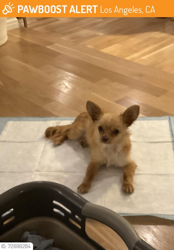 Found/Stray Male Dog last seen Nestle and Cantara, Los Angeles, CA 91335