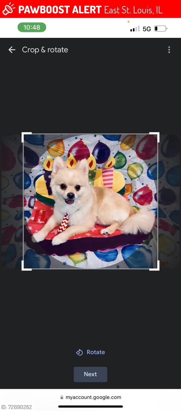 Lost Male Dog last seen Bunkum Road, East St. Louis, IL 62204