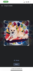 Lost Male Dog last seen Bunkum Road, East St. Louis, IL 62204