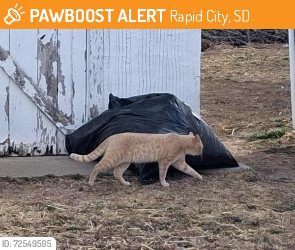 Found/Stray Unknown Cat last seen Bobs Auto, Rapid City, SD 57701