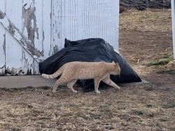 Found/Stray Unknown Cat last seen Bobs Auto, Rapid City, SD 57701