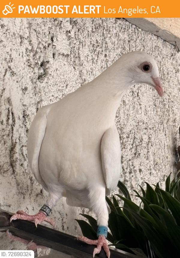 Found/Stray Unknown Bird last seen Kelvin, Los Angeles, CA 91306