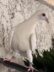 Found/Stray Unknown Bird last seen Kelvin, Los Angeles, CA 91306