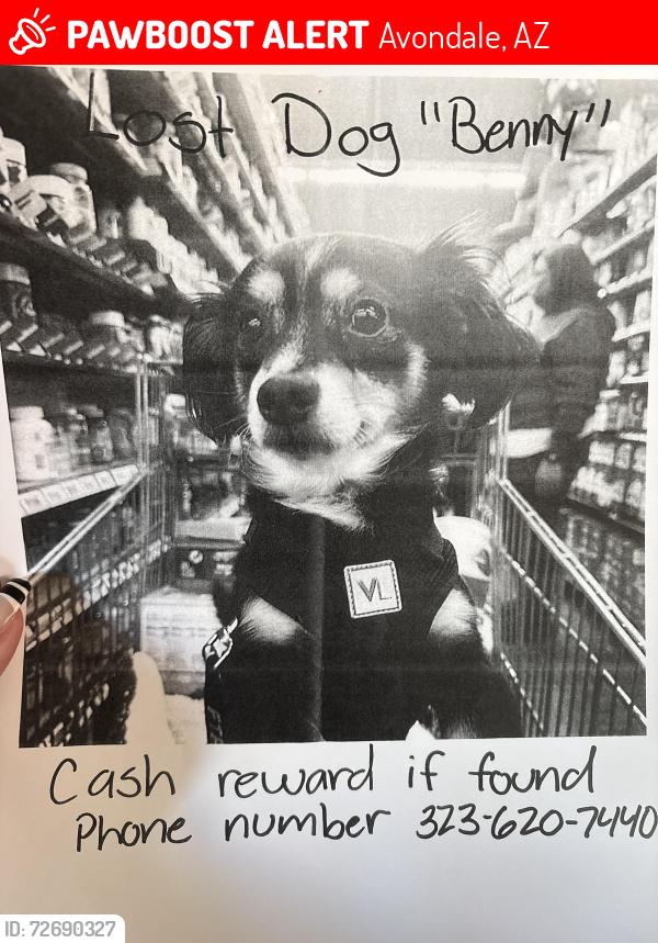 Lost Male Dog last seen West Miami st Tolleson , Avondale, AZ 85353