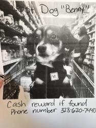 Lost Male Dog last seen West Miami st Tolleson , Avondale, AZ 85353