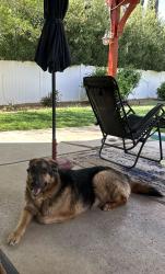 Found/Stray Male Dog last seen West Ranch., Palmdale, CA 93551