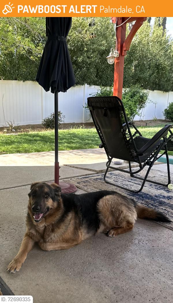 Found/Stray Male Dog last seen West Ranch., Palmdale, CA 93551