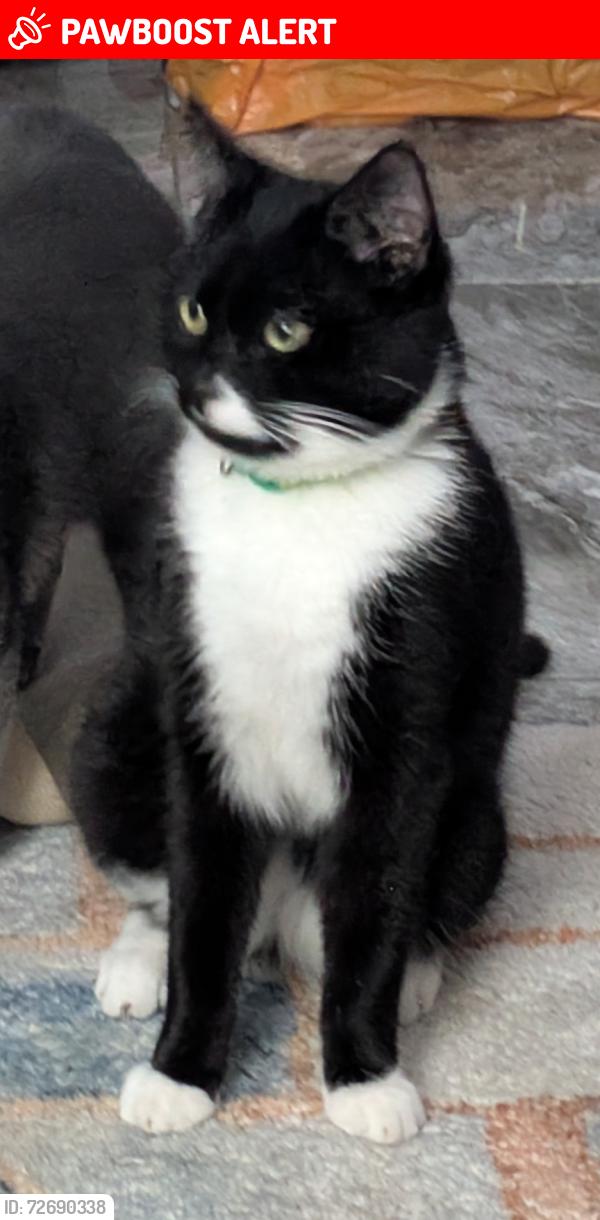 Lost Male Cat last seen Grosvner road RVH hosp , Belfast, Northern Ireland 