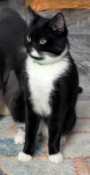Lost Male Cat last seen Grosvner road RVH hosp , Belfast, Northern Ireland 