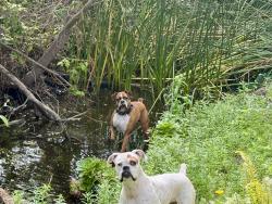 Found/Stray Unknown Dog last seen Mendell, Oceano, CA 93445