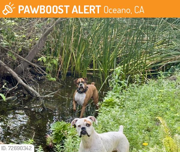 Found/Stray Unknown Dog last seen Mendell, Oceano, CA 93445