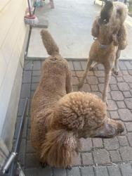 Found/Stray Female Dog last seen Desert willow and remuda, San Antonio, TX 78227