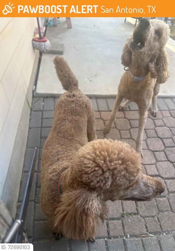 Found/Stray Female Dog last seen Desert willow and remuda, San Antonio, TX 78227