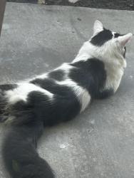 Found/Stray Unknown Cat last seen Cross Creek Apts, Irvine, CA 92614