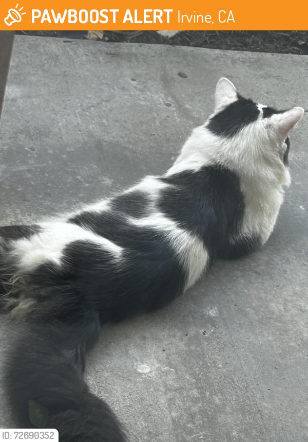 Found/Stray Unknown Cat last seen Cross Creek Apts, Irvine, CA 92614