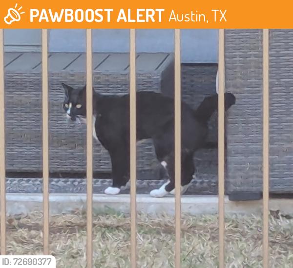 Found/Stray Unknown Cat last seen Hwy 71  & Covered Bridge , Austin, TX 78735