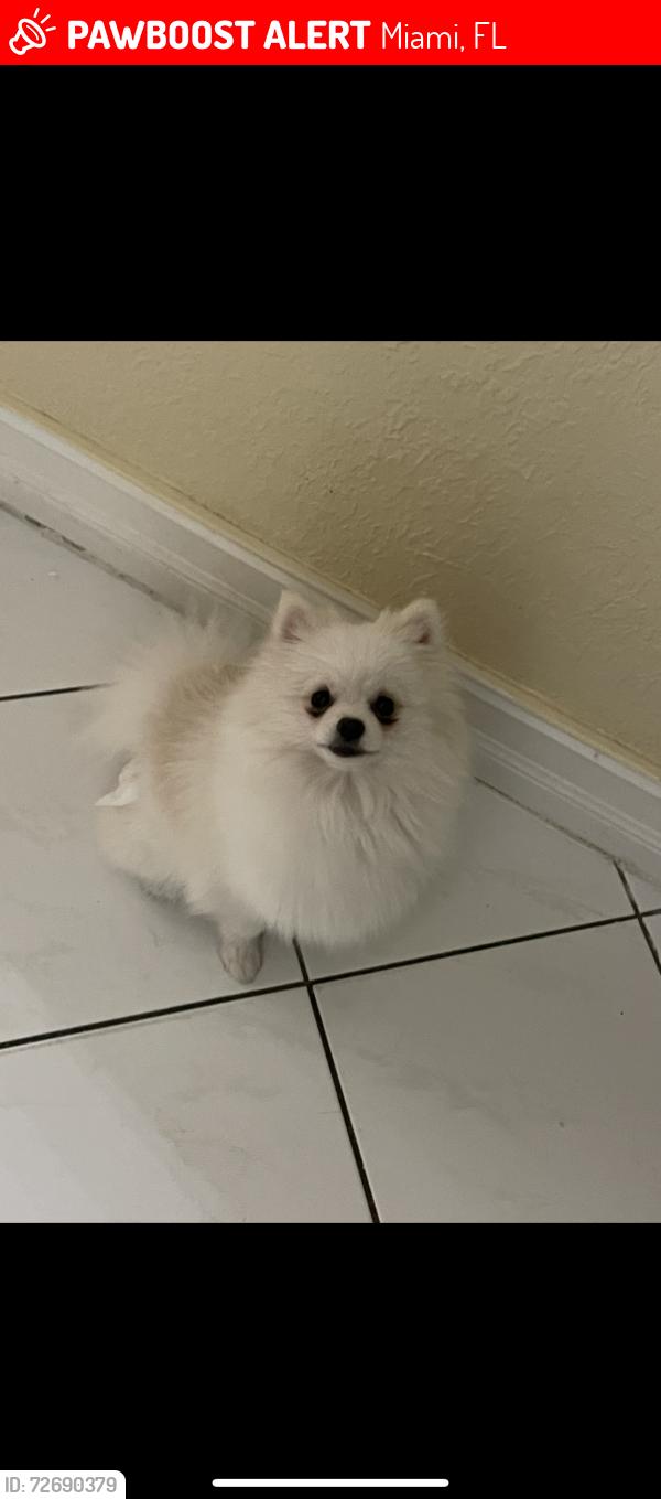 Lost Female Dog last seen Near sw 119ct, Miami, FL 33177