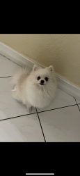 Lost Female Dog last seen Near sw 119ct, Miami, FL 33177