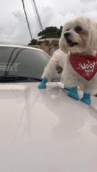 Lost Male Dog last seen Near and flagler , midways crossings mall , fountainbleau area, Miami, FL 33144