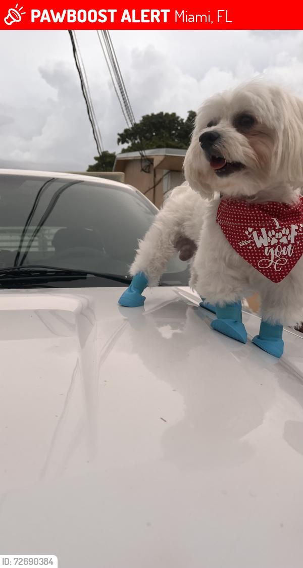 Lost Male Dog last seen Near and flagler , midways crossings mall , fountainbleau area, Miami, FL 33144