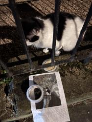 Found/Stray Unknown Cat last seen the gym group, Greater London, England SE1 0BW
