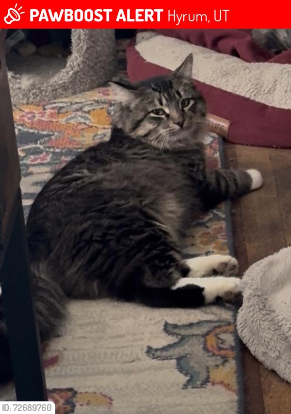 Lost Male Cat last seen Near West 300 North Hyrum, Utah 84319, Hyrum, UT 84319