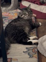 Lost Male Cat last seen Near West 300 North Hyrum, Utah 84319, Hyrum, UT 84319