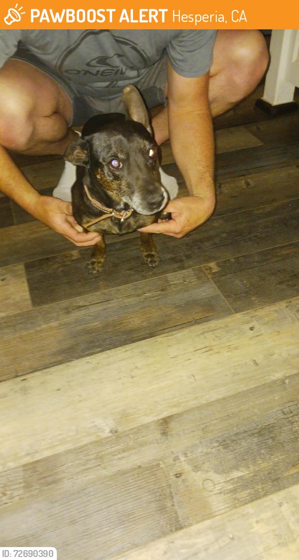Found/Stray Female Dog last seen Near macron st, Hesperia, CA 92344