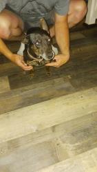 Found/Stray Female Dog last seen Near macron st, Hesperia, CA 92344
