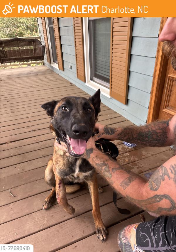 Found/Stray Female Dog last seen Camp Stewart road near avensong neighborhood, Charlotte, NC 28215