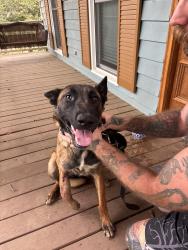 Found/Stray Female Dog last seen Camp Stewart road near avensong neighborhood, Charlotte, NC 28215